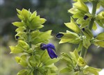 Salvia mexicana 'Little Limelight'