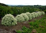 Pittosporum tenuifolium 'Irene Patterson'