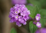 Lantana montevidensis