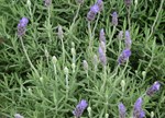 Lavandula dentata 'Monet'