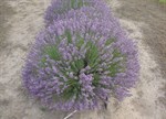 Lavandula angustifolia 'Avice Hill' PBR