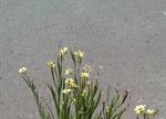 Sisyrinchium 'Sunchium Yellow' PBR