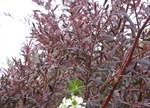 Leptospermum obovatum 'Starry Night'