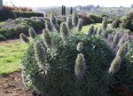 Echium candicans