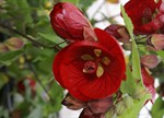 Abutilon x hybridum 'Flamenco'