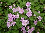 Erodium reichardii 'Pink Galaxy'