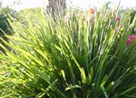 Lomandra longifolia