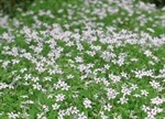 Pratia pedunculata 'Alba'