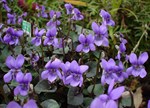 Viola labradorica