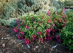 Fuchsia 'Florabelle'