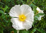 Cistus 'Bennet's White'